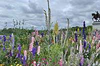 native plants